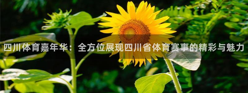四川体育嘉年华：全方位展现四川省体育赛事